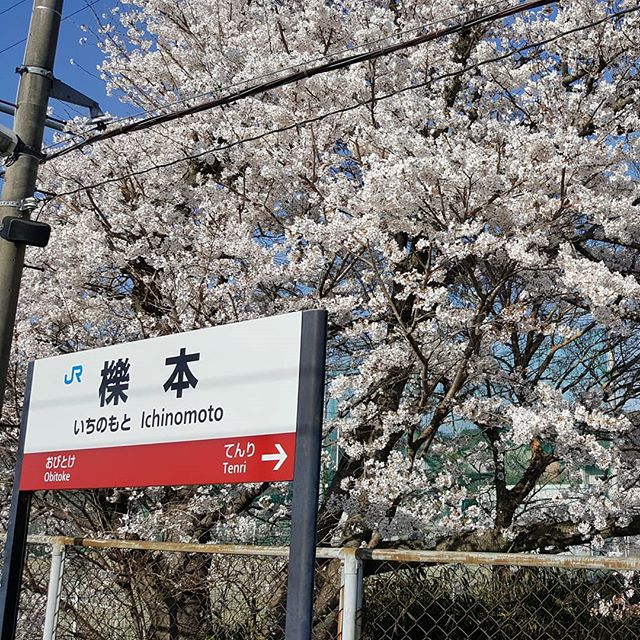 私の住む櫟本です桜が満開になりました4月２８日奈良あかね助産院でわらべうたベビーマッサージ講習会します　お申し込みおまちしています#奈良#わらべうたベビーマッサージ#講習会#４月２８日