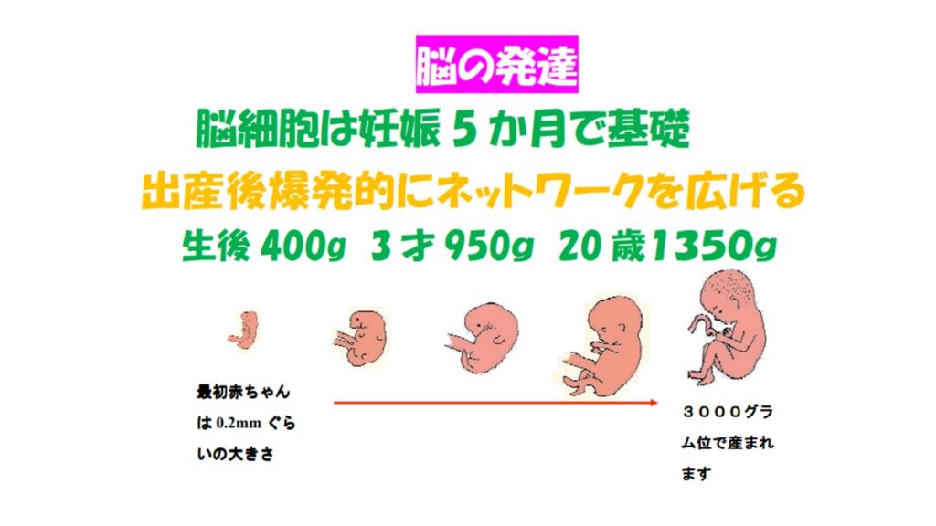 体内の赤ちゃんの脳の発達