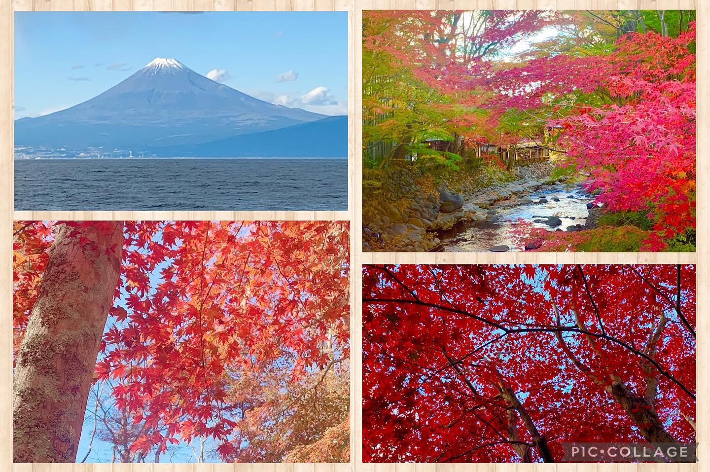 【富士山と紅葉】紅葉の映える青空が広がった静岡県内。富士山もよく見え、紅葉も見頃11月最後の週末、去り行く秋を楽しむのはいかがでしょうか記:村松晶子（脳活わらべうたティーチャー・静岡）#紅葉　#富士山　#わらべうたベビーマッサージ　#脳活わらべうた　#秋を楽しむ(Instagram)