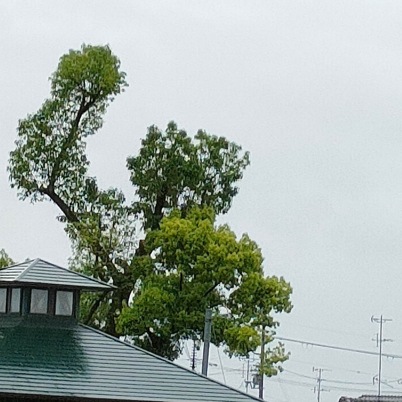 【がんばるぞーー】木が見えました手を上げて「がんばるぞー。エイエイオー」って言ってるみたいでした5月の連休最後の日東京に行くために駅へ#奈良県天理市櫟本町のJR駅からこんな枝木が見えて、シャッターを押したのです#面白い木 ＃勇気がわく木(Instagram)