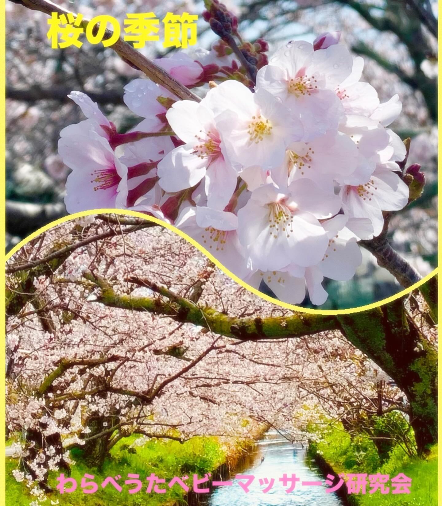  【お散歩やウォーキングで脳活性】今週末は、桜が見頃…というところが多そうですね年度始めの忙しさに追われ、ゆっくりお花見ができない私は、自宅から徒歩15秒のこじんまりとした桜並木の景色を毎日楽しんでいますこの時期のお散歩やウォーキングはオススメです。歩く時には歩幅を広めに！花や風の香りを意識して嗅覚を刺激。鳥のさえずりやこども達の元気な声など聴力を刺激。いつも歩きなれた道ならば、風景や景色の変化を意識してみましょうお散歩やウォーキングは、運動による血流アップ以外にも、感覚を刺激し脳活性に繋がります。🤗脳活わらべうた資格取得講習会では日常生活に役立つ話の時間も作っております。気になる方はhttps://www.jyosansi.com/nokatu/をチェック！＠warabebima記:村松晶子（脳活わらべうたティーチャー・静岡）#脳活わらべうた #シニアと子ども #レクリエーション #体操 #シニアと子どもの架け橋 #世代間交流 #福祉 #認知症予防 #脳活性　#育脳#資格取得　#ベビーマッサージ資格#脳活資格 