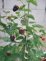 DSCF3609.jpg